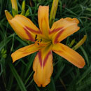 Mighty Flame Daylily